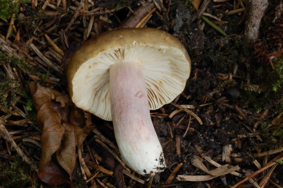 Паутинник фиолетовый ложный