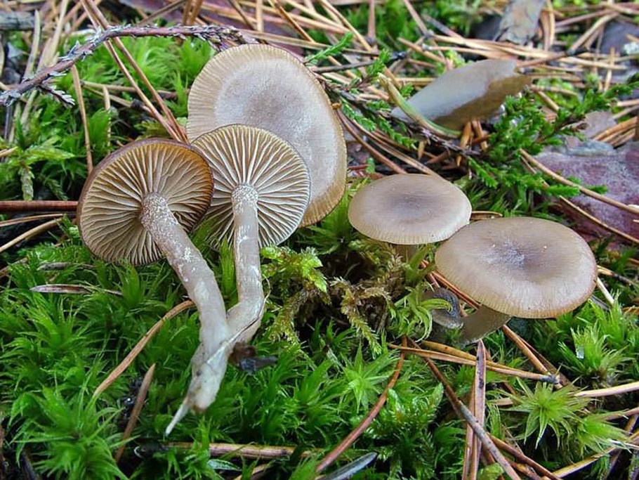 Жемчужная рядовка