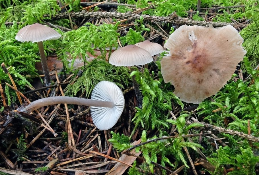 Гигрофор Дубравный