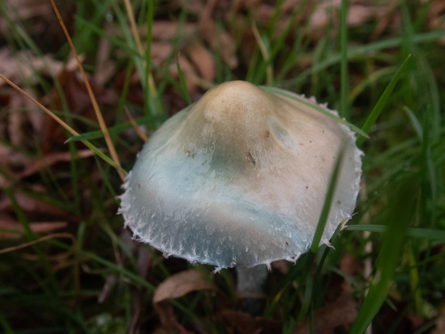 Псатирелла буро-серая