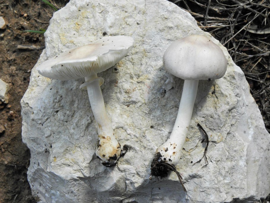 Гигрофор Карстена