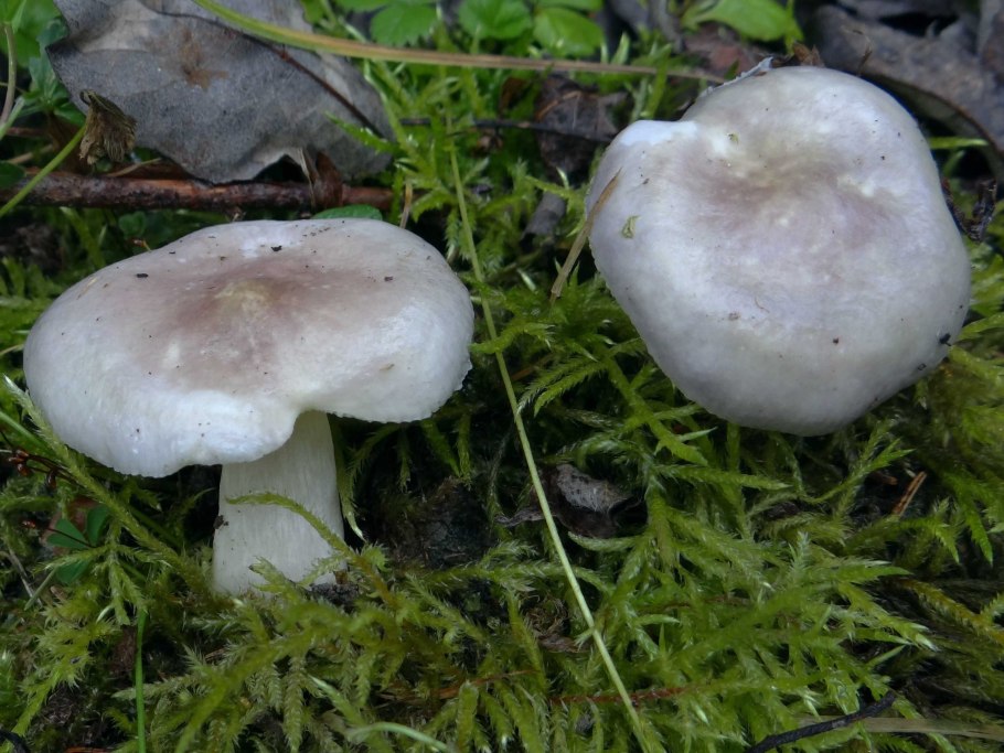 Russula SPP грибы Беларуси