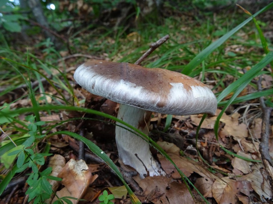 Гриб говорушка зимняя