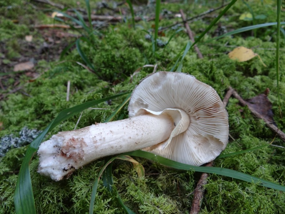 Гриб amanita rubescens