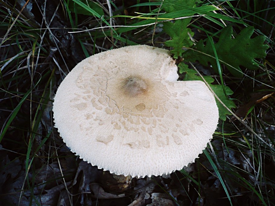 Гигрофор благоуханный (Hygrophorus agathosmus)