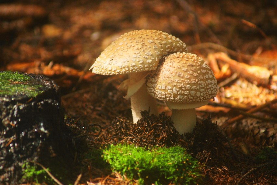 Гриб amanita rubescens