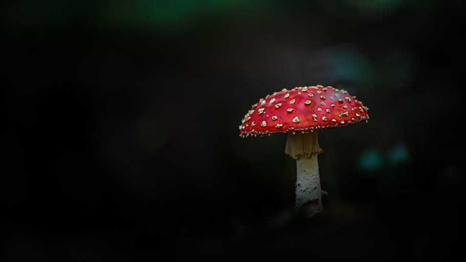 Мухомор красивый