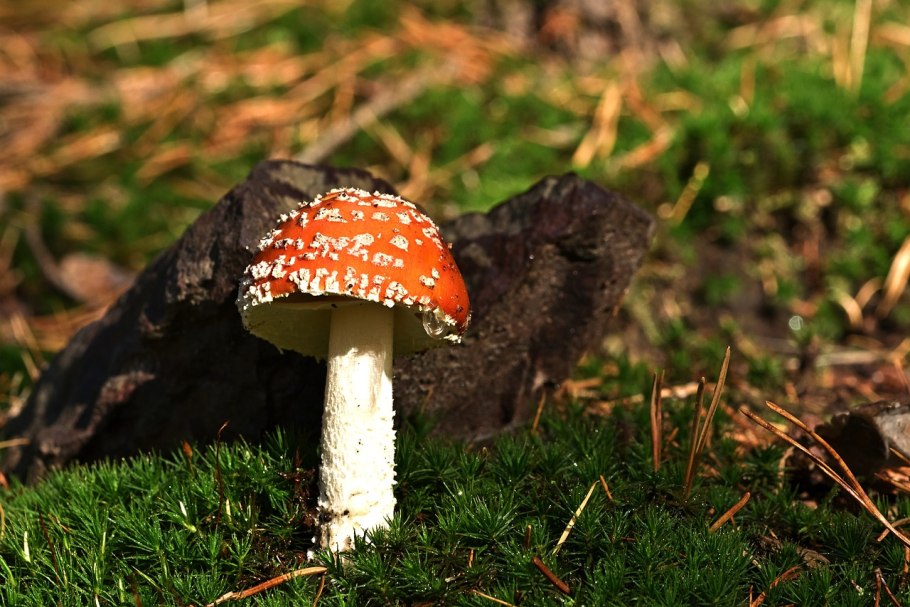 Красивый мухомор