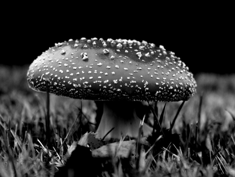 Мухомор черный