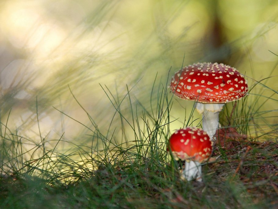 Сухой мухомор красный amanita muscaria