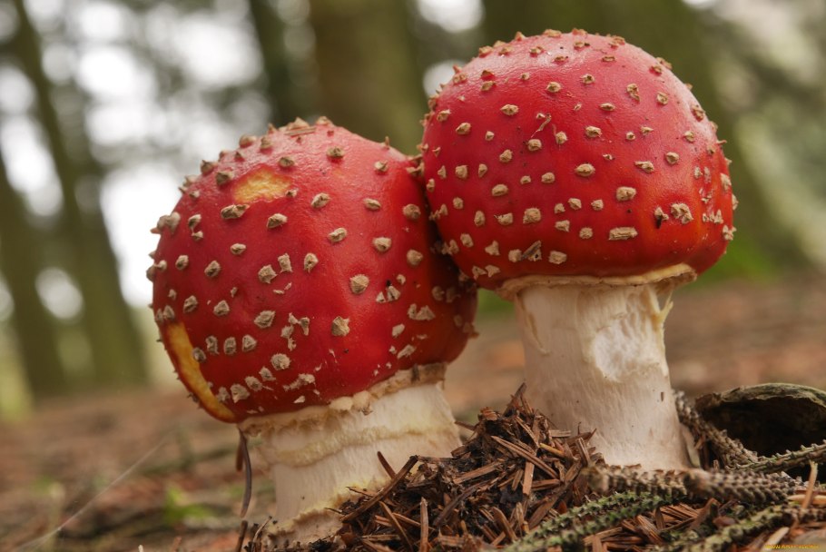 Пластинчатые грибы мухомор