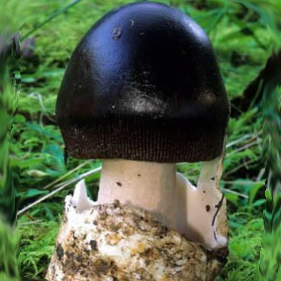 Поплавок чёрный (amanita pachycolea)