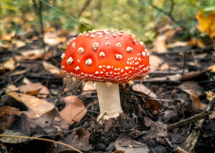 Мухомор летающий