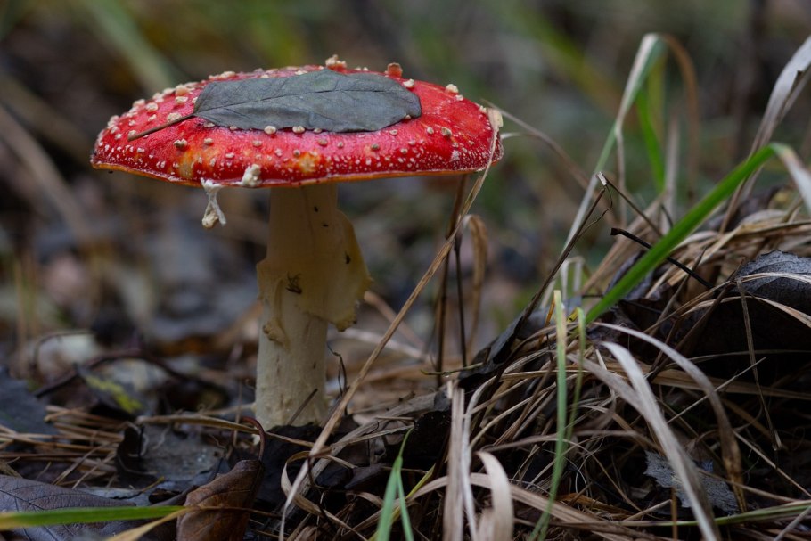 Мухомор amanita muscaria