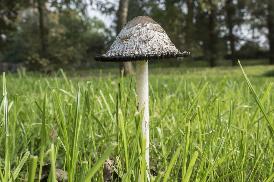 Coprinus comatus