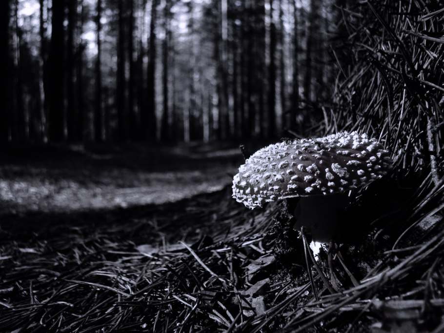 Гриб в лесу