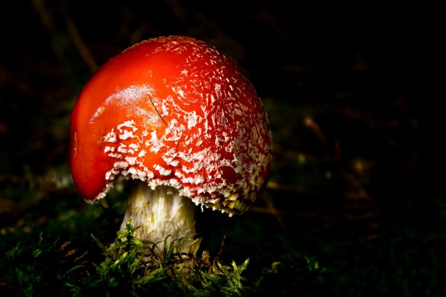 Amanita abrupta мухомор