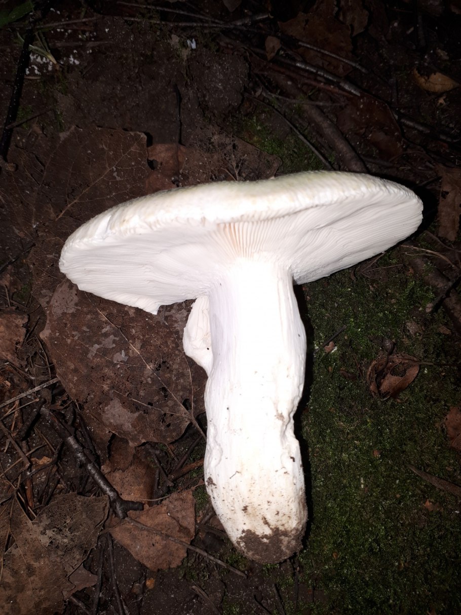 Russula mesospora