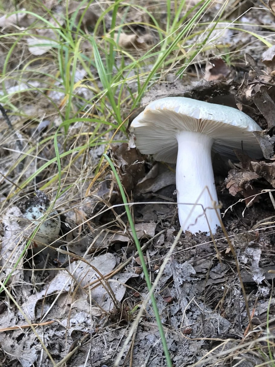 Сыроежка Чешуйчатая (Russula virescens)