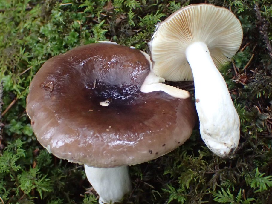 Гриб Russula cyanoxantha