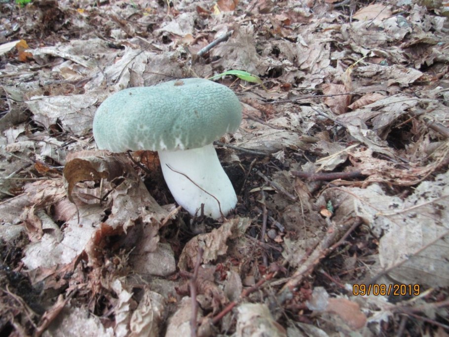 Сыроежка волнистая Russula bresadolae