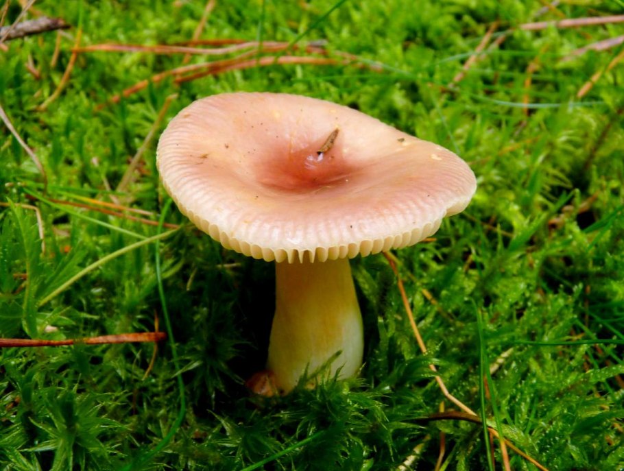 Сыроежка волнистая Russula bresadolae