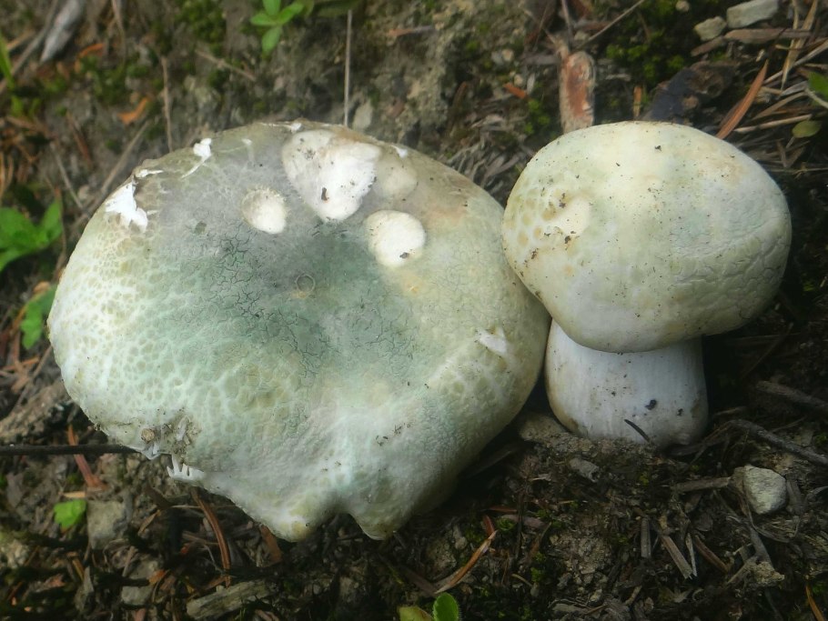 Сыроежка Чешуйчатая (Russula virescens)