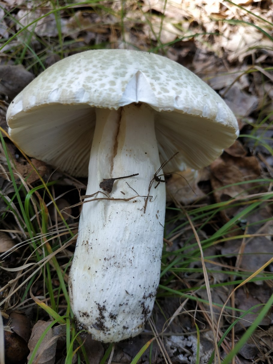 Сыроежка Чешуйчатая (Russula virescens)