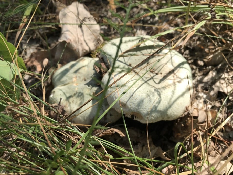 Сыроежка Чешуйчатая (Russula virescens)