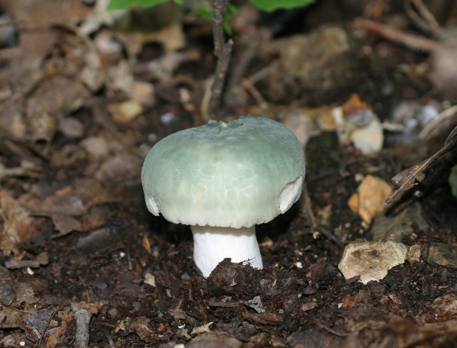 Сыроежка съедобная (Russula vesca).