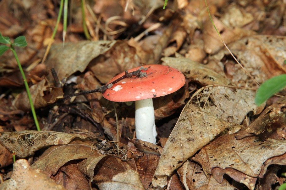 Russula virescens