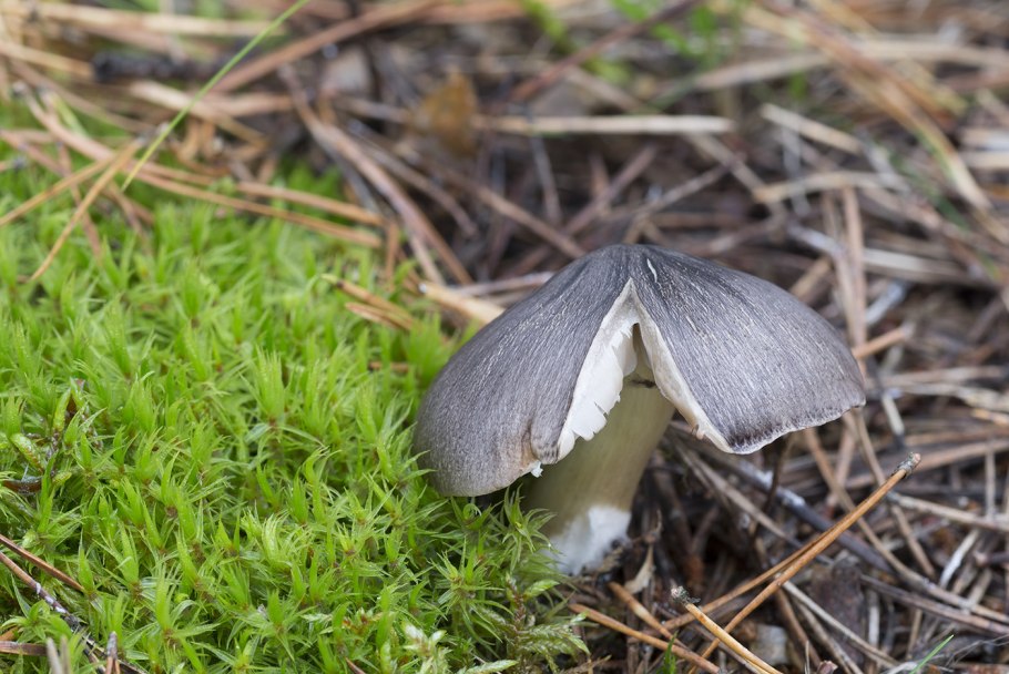 Рядовка штриховатая (Tricholoma portentosum).