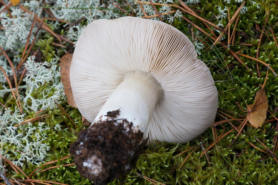 Рядовка серая Tricholoma portentosum.