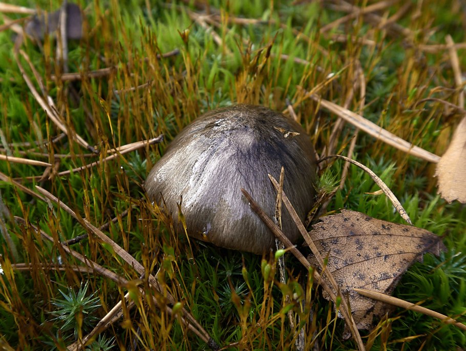 Tricholoma virgatum