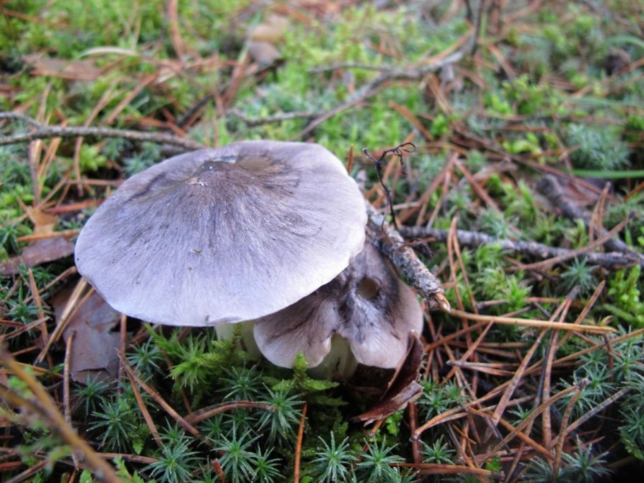 Рядовка серая Tricholoma portentosum.