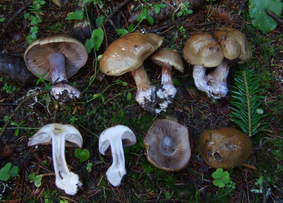 Паутинник багряный Cortinarius PURPURASCENS разрез