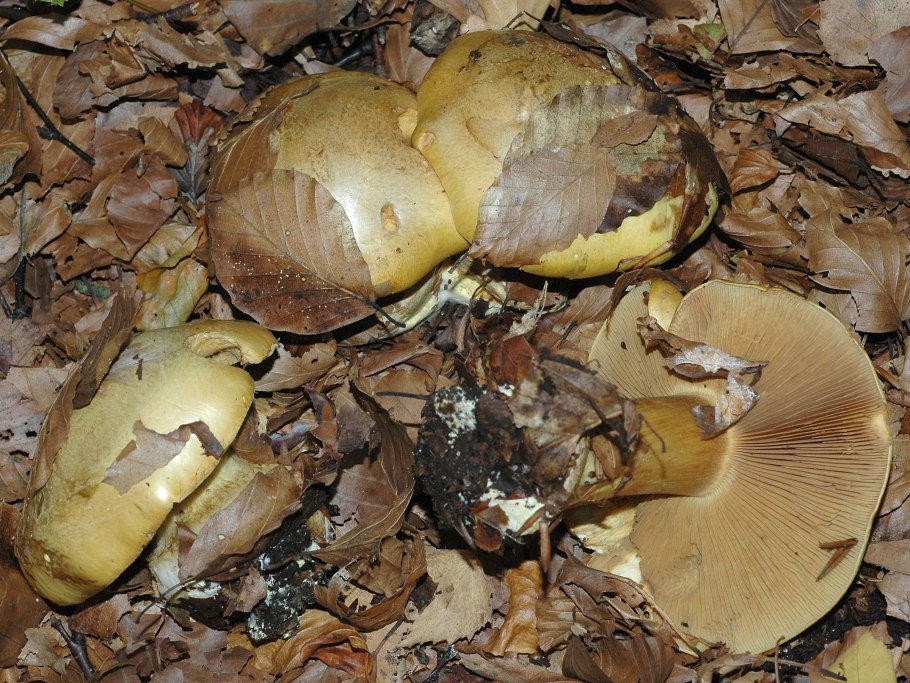 Cortinarius xanthodryophilus