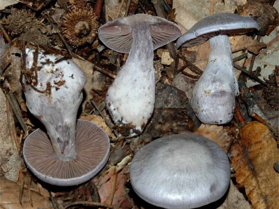 Паутинник фиалково пластинчатый