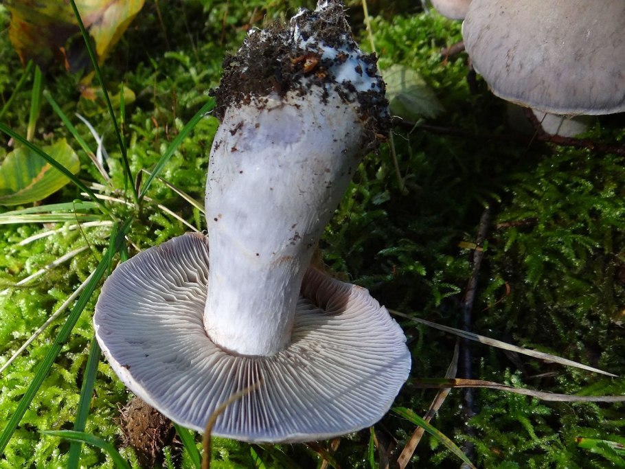 Советский гриб