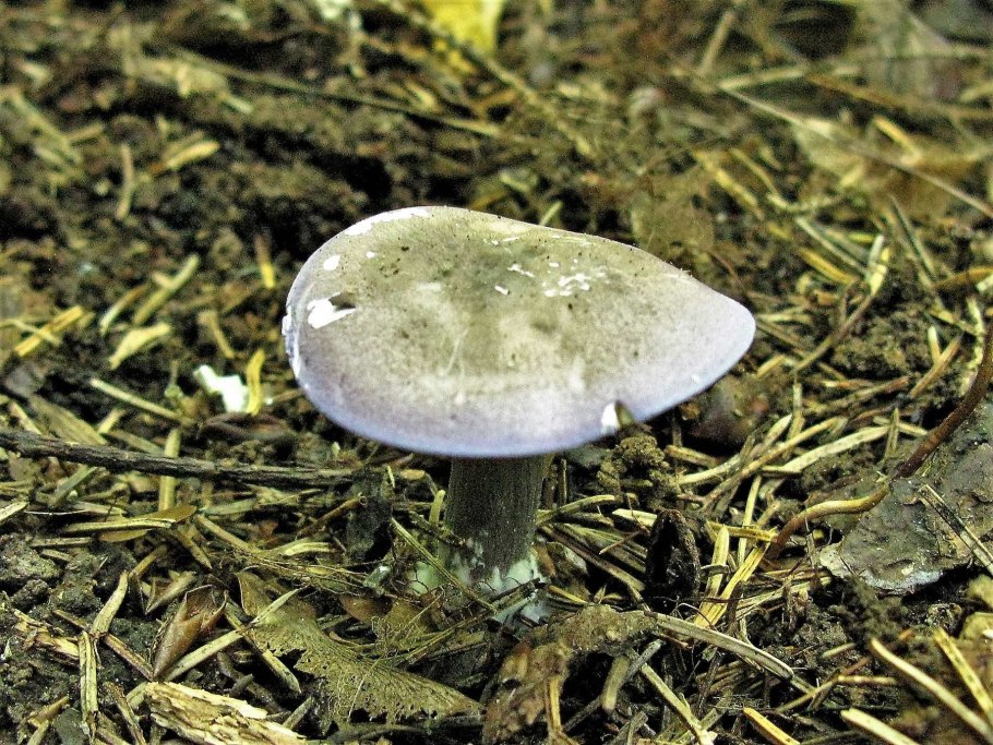 Паутинник гриб осень