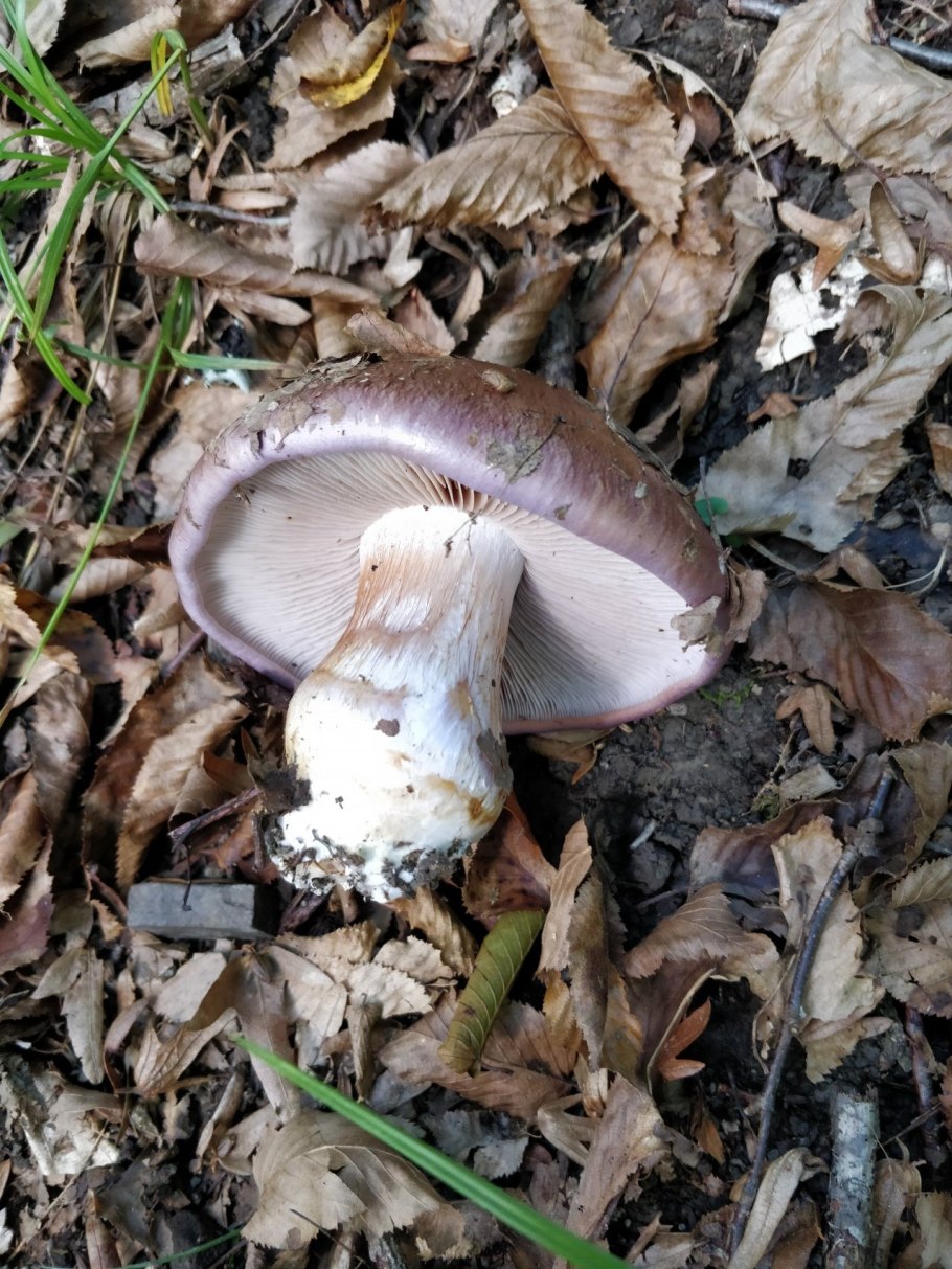 Cortinarius balteatocumatilis