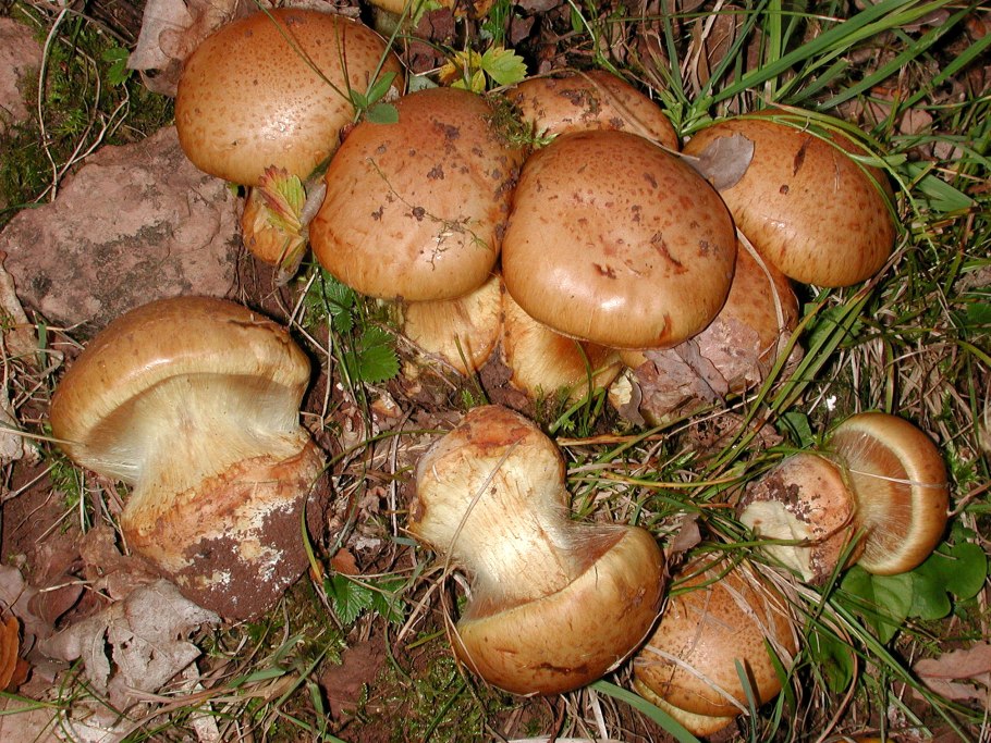 Паутинник прелестный (Cortinarius venustus