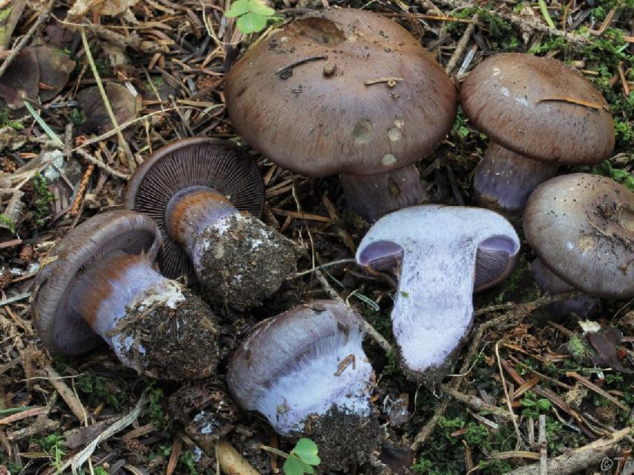 Cortinarius PURPURASCENS