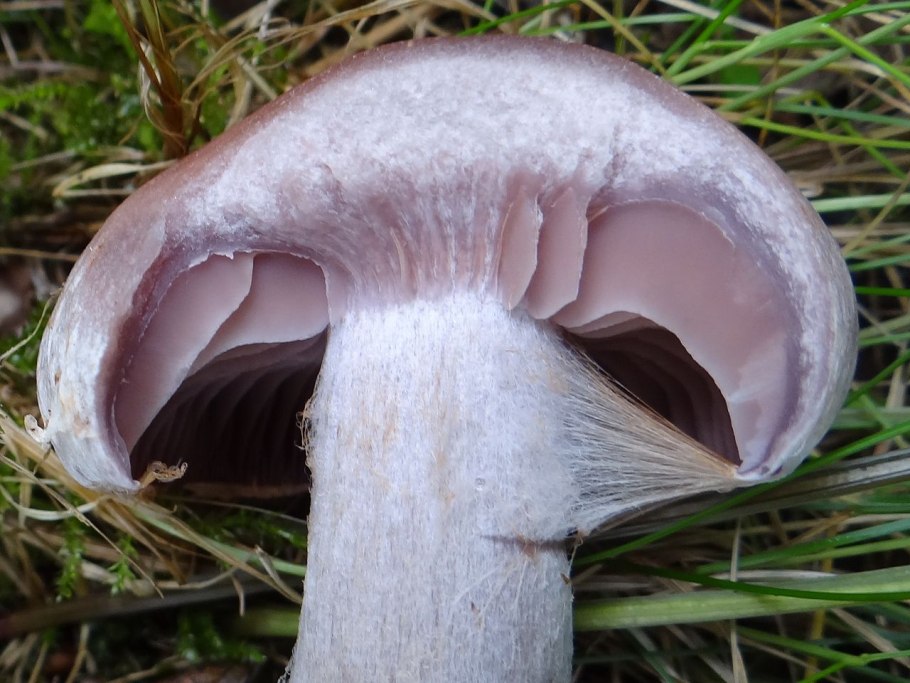 Паутинник бело фиолетовый