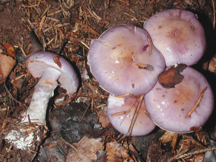 Cortinarius Salor
