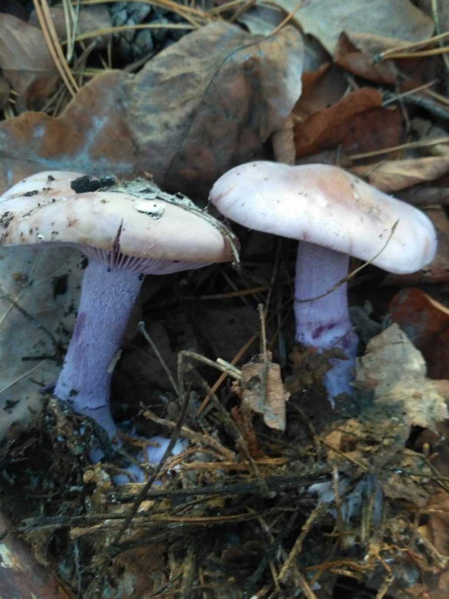 Рядовка серовато-сиреневая Lepista glaucocana
