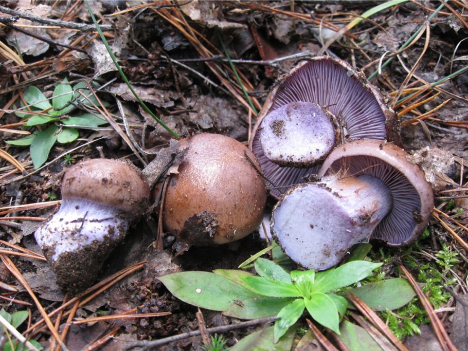 Паутинник багряный