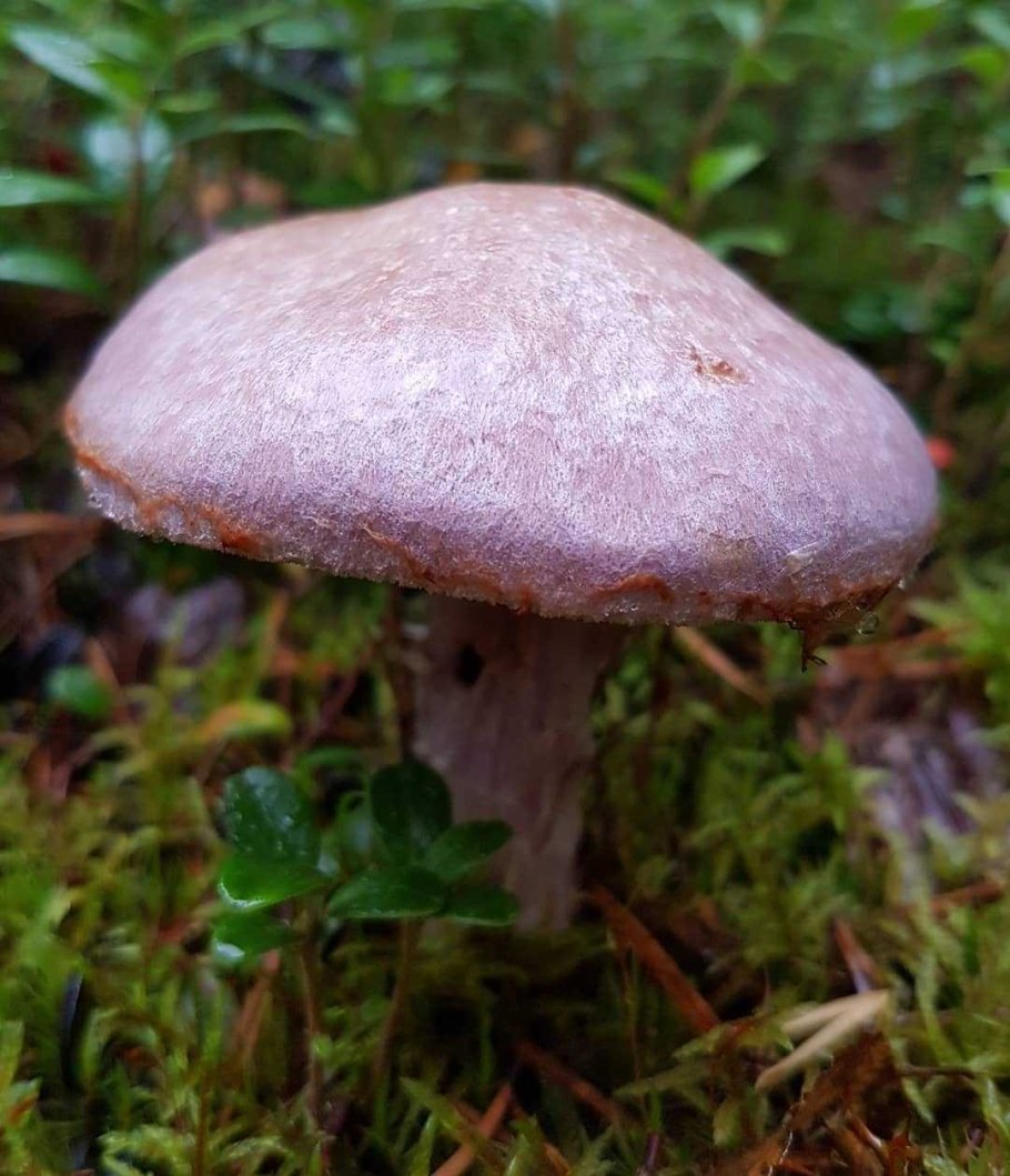 Паутинник пасынковидный