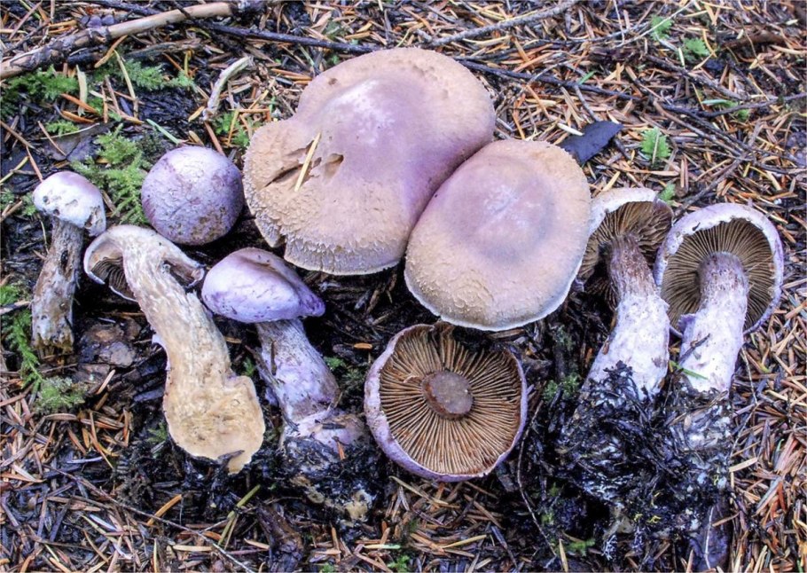 Паутинник березовый