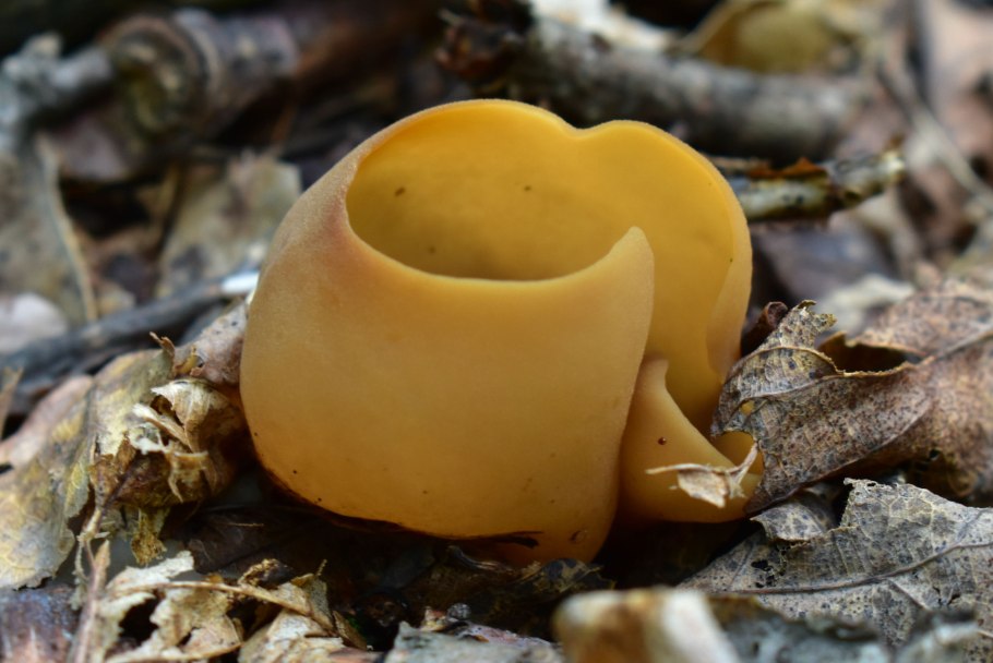 Гриб горчичного цвета